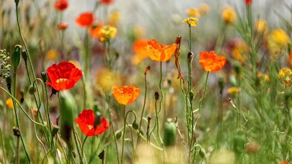 Blick auf ein Feld mit Klatschmohn
